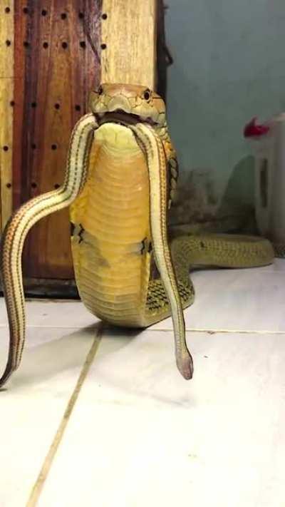 Unlike other species of snake that hiss, King Cobras can growl!