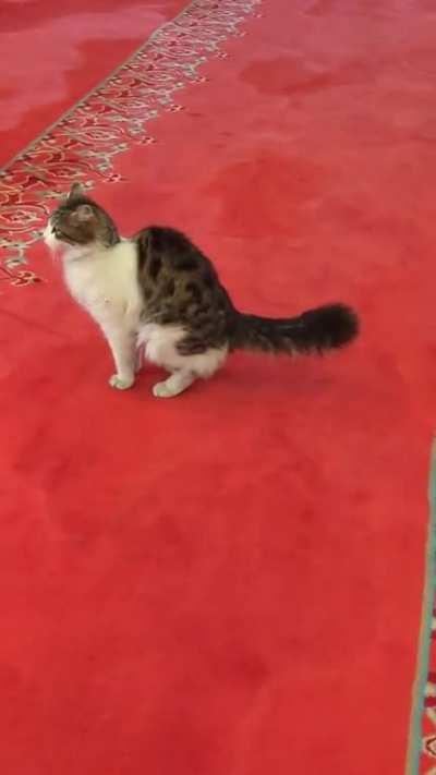 An atheist cat in Suleymani mosque in Istanbul (I stole it, but)