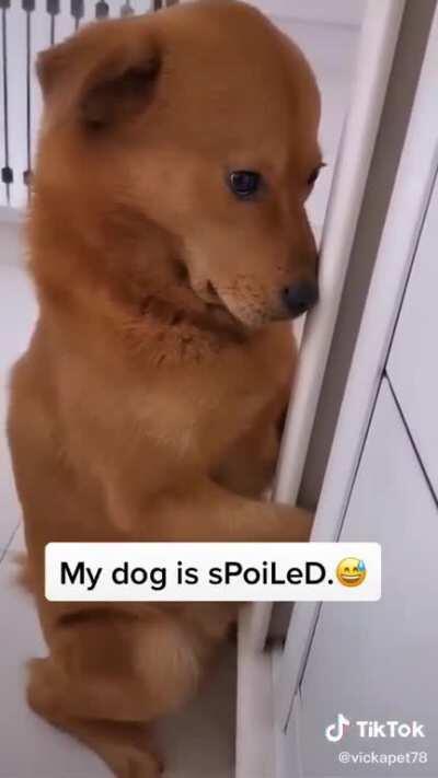 Dog: 😳👀😳👀😳👀😳 👉👈