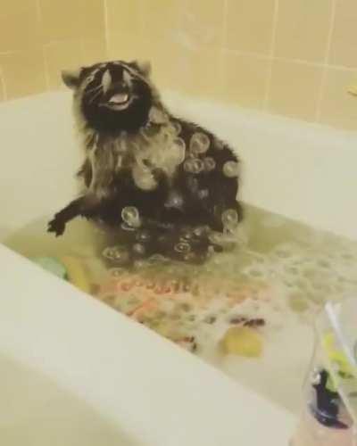 Raccoon enjoying bath