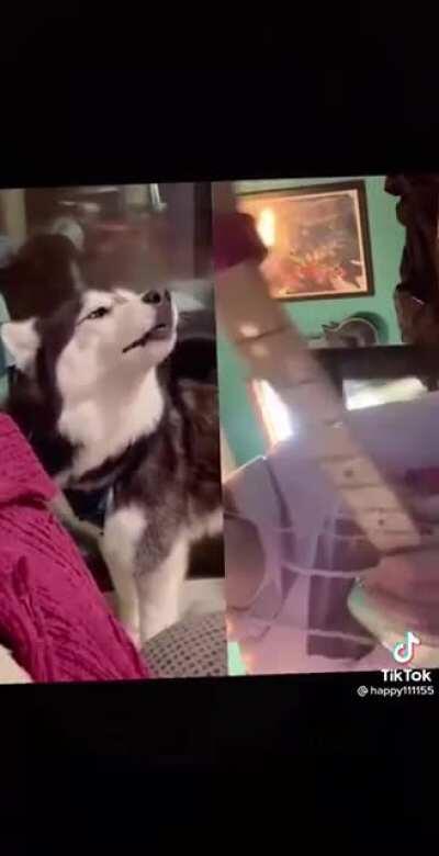 Doggo jam