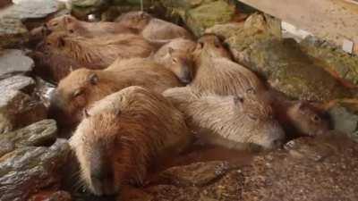 A zen capybara chilling