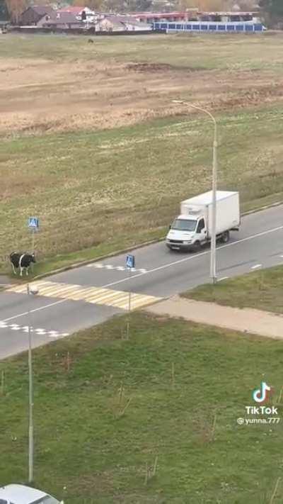 Why did the cow cross the road?