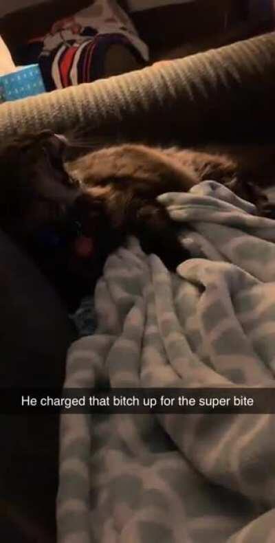 *cat uses SUPER BITE*