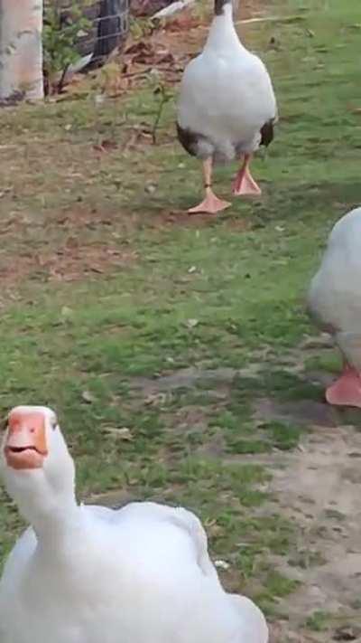 We went past some geese chilling until one of them gave others the command to start rushing us.