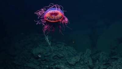 Fascinating Firework Jellyfish Spotted in Rare Deep Sea Footage