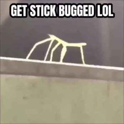 EA created stick bugs