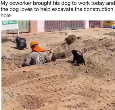 Man's best friend