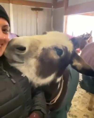 Donkey found its person