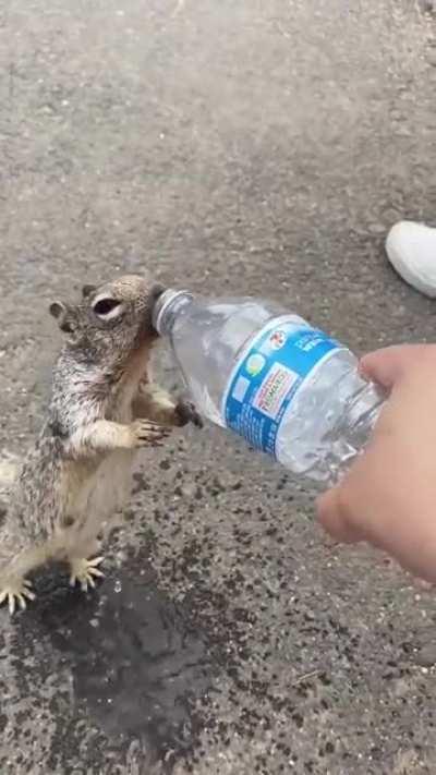 Boy Befriends Mama Squirrel with a Drink of Water