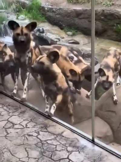 African painted dogs at the Oregon Zoo notice a visitor's service animal