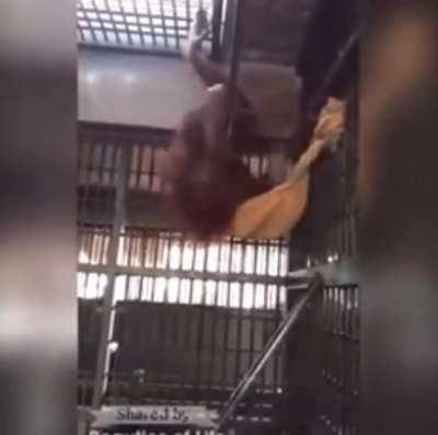 Smart Orangutan building her own hammock