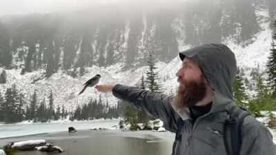 This just happened to me today at Granite Lakes near Seattle, WA. The birds were so friendly!