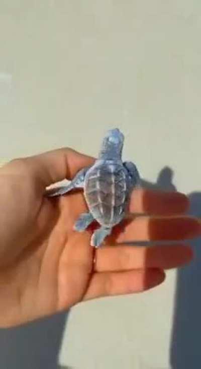 A baby turtle meets a huge ocean for the first time.