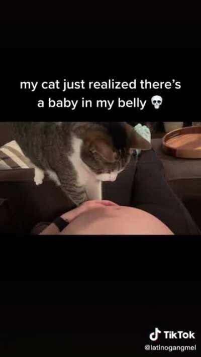 Cat realizes there's a baby in his owner's belly