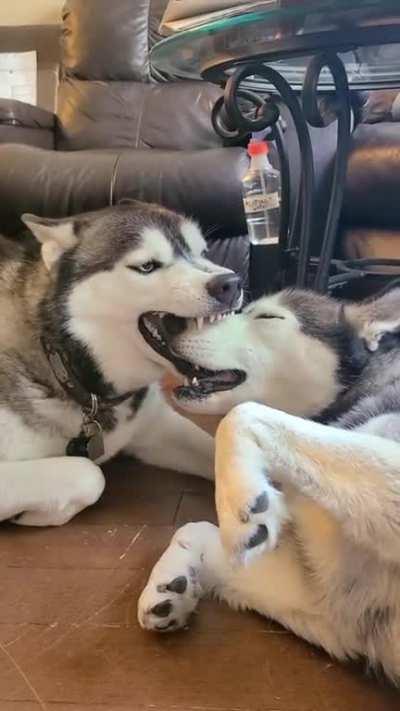 Husky Eating Other Huskies Face