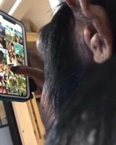 Chimpanzee effortlessly navigating a smartphone.