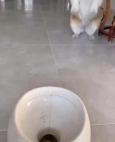 dog plays with himself