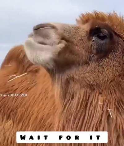 This camel eating a lemon for the first time