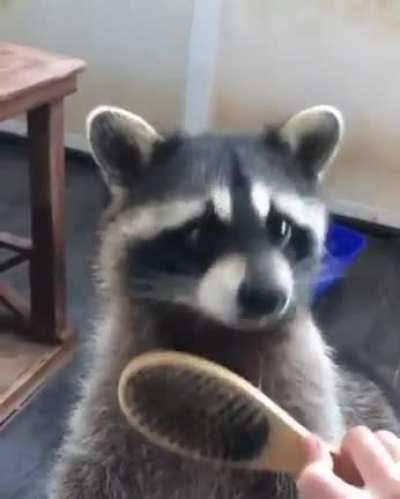 Trash Panda!!