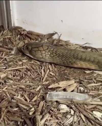 A Cobra shedding old skin