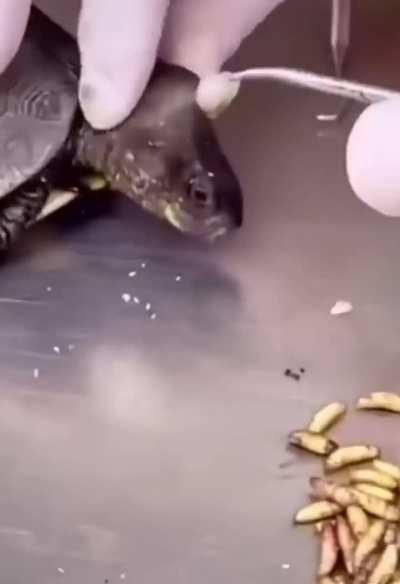 This turtle had a huge worm infestation inside its head and got saved by a surgeon