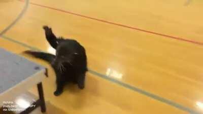 Popcorn the bearcat sliding on the gym floor