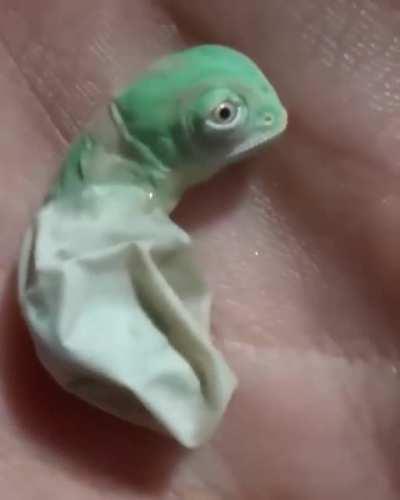 Baby chameleon