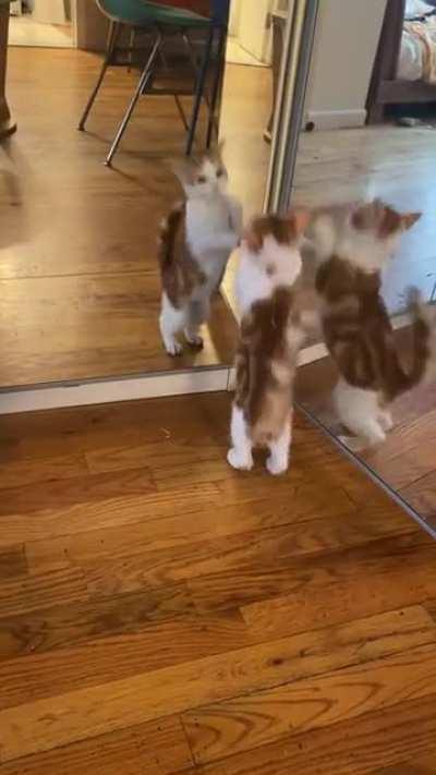 My kitten met her three worst enemies.