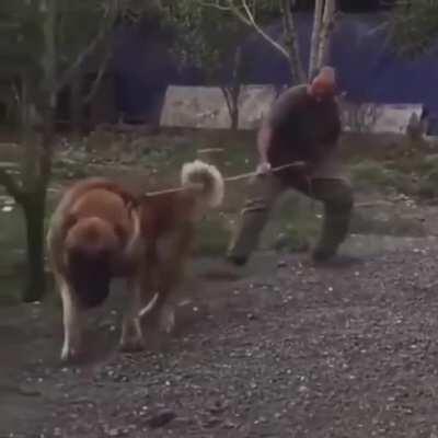 Turkish Kangal takes his human for a walk.