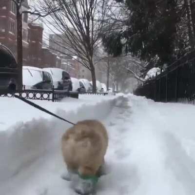 Walking in the snow with its cutest snow boots