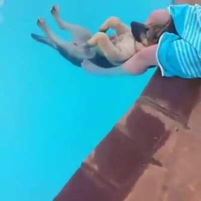 Chilled out German Shepherd relaxing in the pool