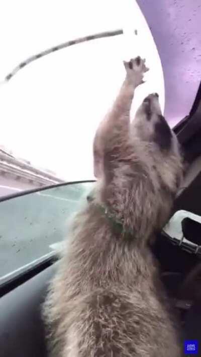 Raccoon trying to grab raindrops from the sky.