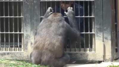 Gorilla showing his banged up elbow to his favorite zoo keeper and then his mom.