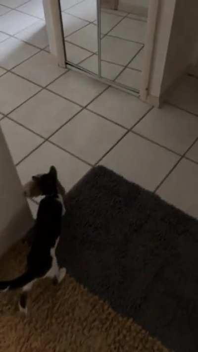 Kitten stole the dog’s toy and won’t give it back