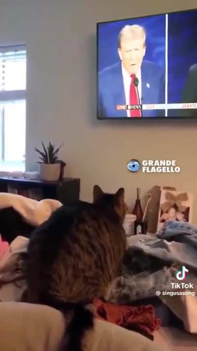 Cat reacts to Trump-Harris debate