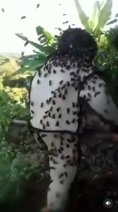 Men with balls of steel destroy an Asian Hornet nest.