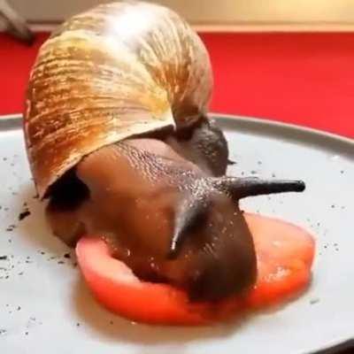 Timelapse of a snail eating a tomato