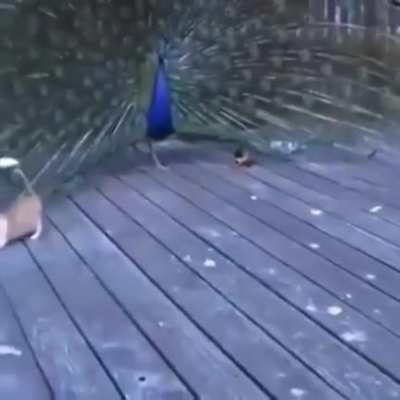 Cat is very entertained by a peacock