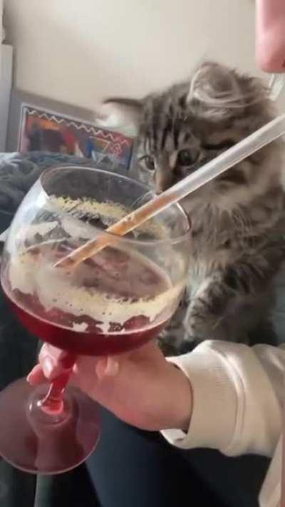 cat confused by seeing how straws work