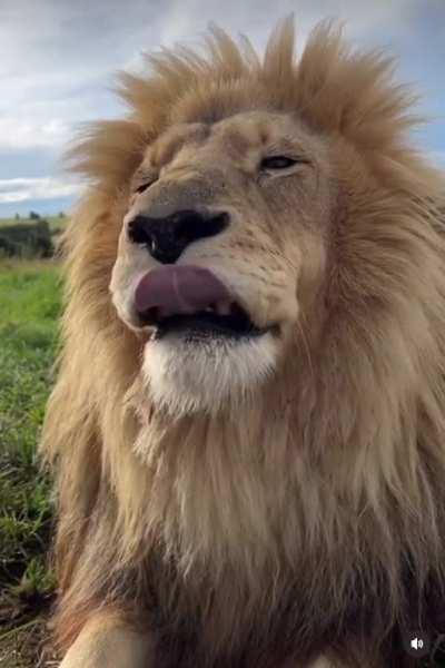 Sneezing appears to bring up complex emotions for lions …