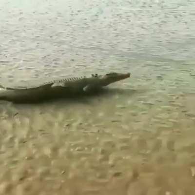 Crocodile running at full speed.