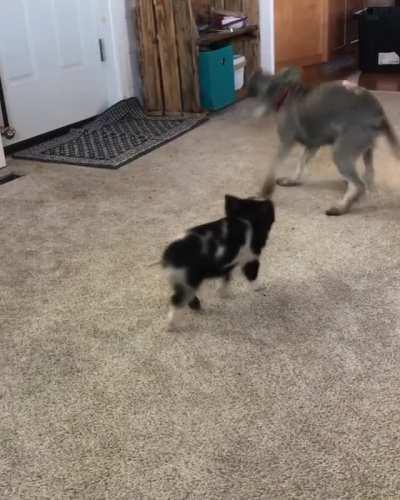 Pig and pup having the best time playing together