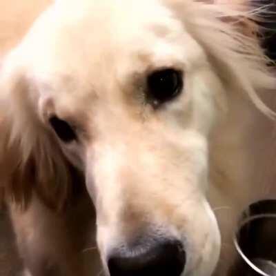 Golden using his indoor awoo after hearing some sirens