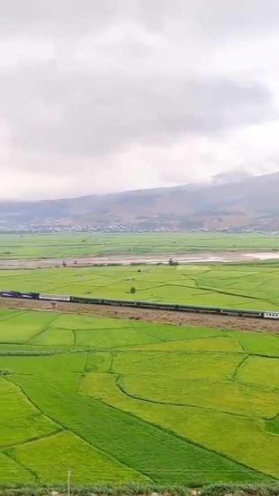 Rice paddy fields in Gilan, Iran