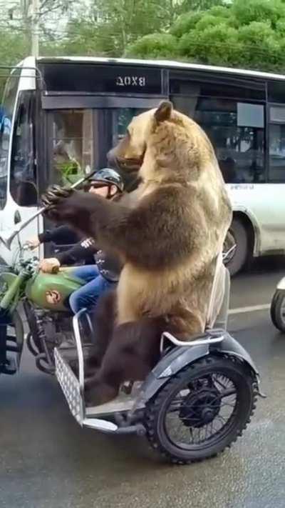 man bear trip