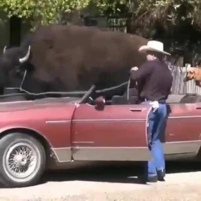 When the Bull Wins. . . A Free Ride