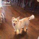 Telling a deaf dog it’s time for a walk