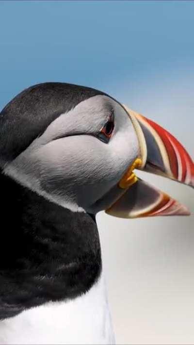 🔥 Here is a hi-def GIF of an Atlantic Puffin. Nature is a work of art.