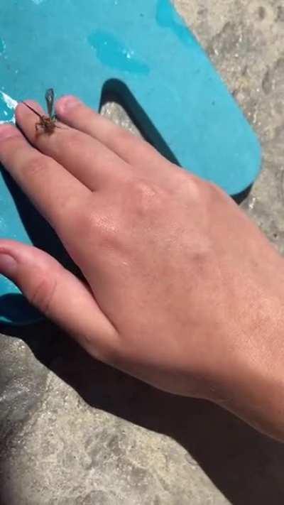 Saved a wasp from a pool